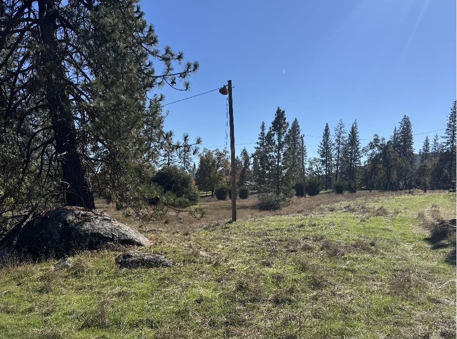 Grassy clearing bordered by pine trees, with large rocks and a utility pole.