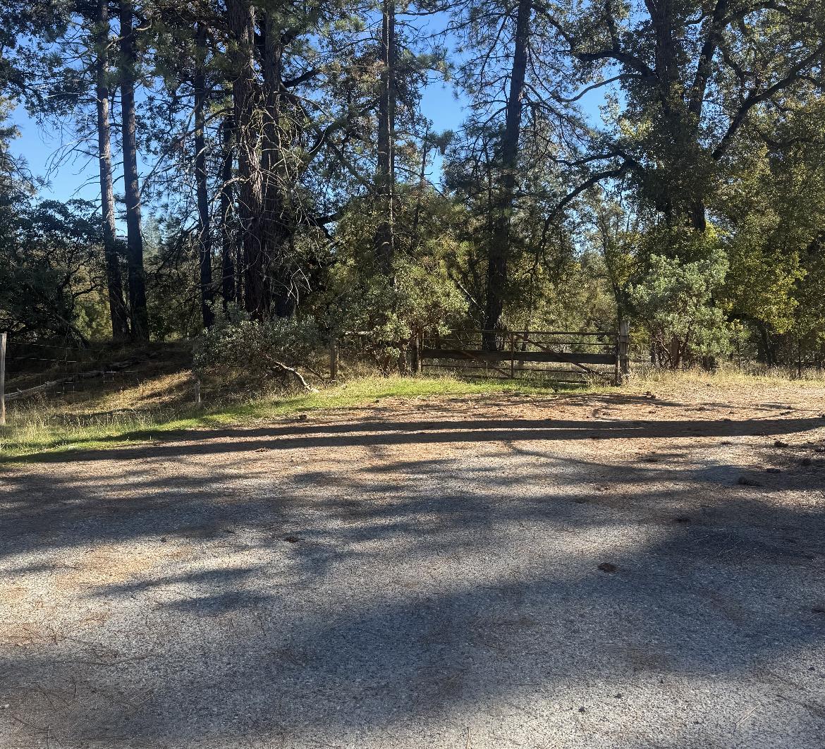 Gravel clearing bordered by trees, with a wooden ranch gate and fencing at the back.