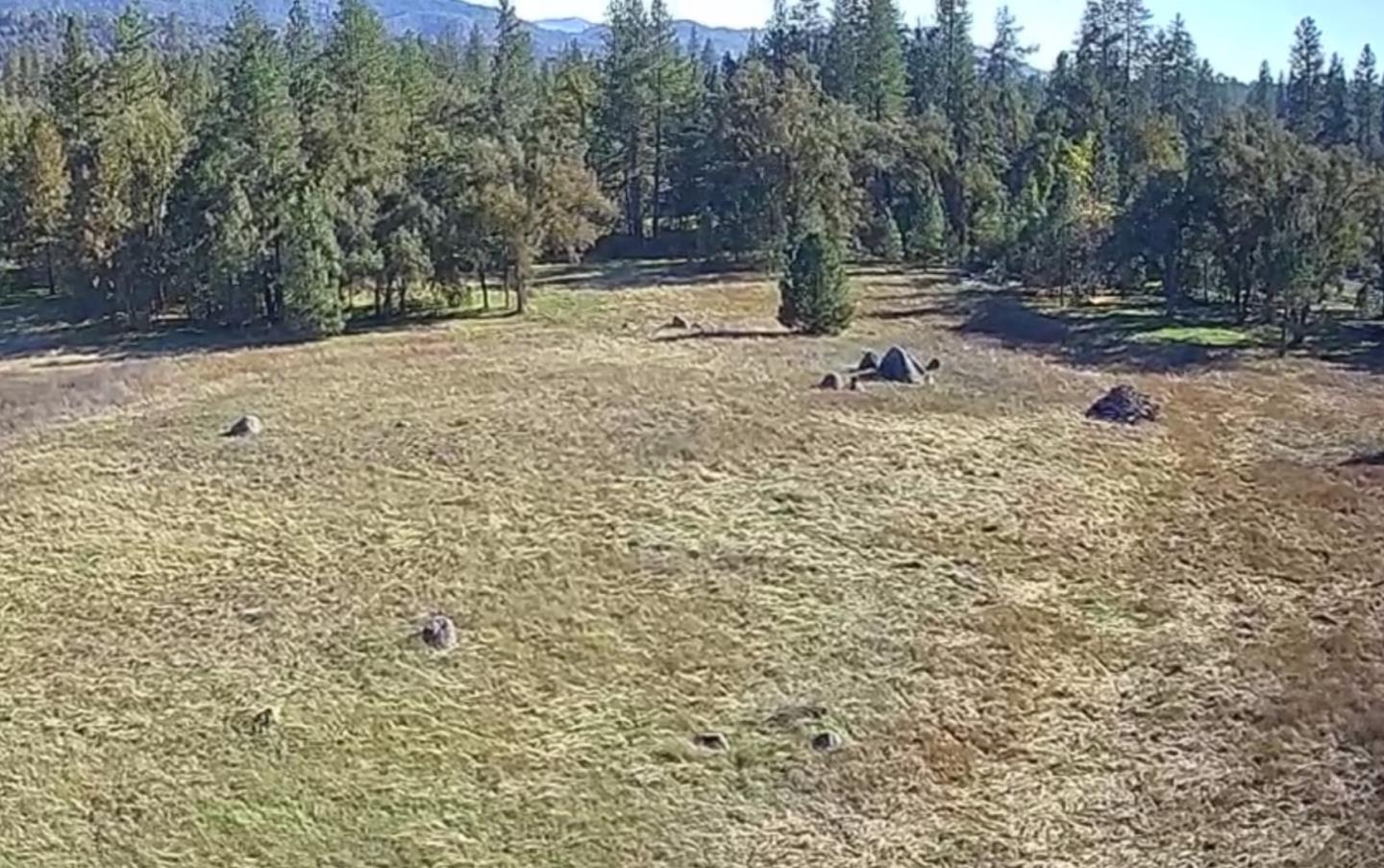 Open grassy field with scattered rocks and a wooded border.