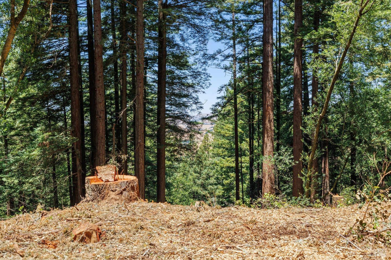 Wooded property with a freshly cut stump, cleared ground, and a distant valley visible through the trees.
