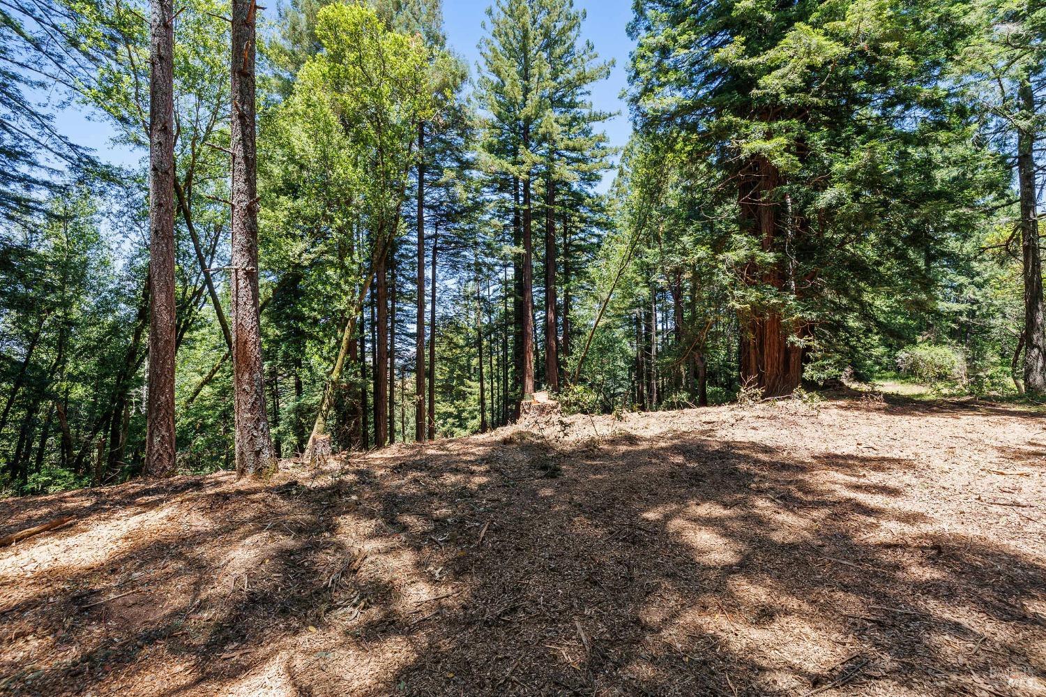 Wooded property clearing surrounded by tall redwoods and pine trees.