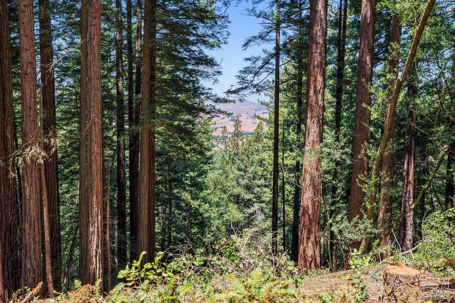 Redwood forest framing a view of sunlit rolling hills, with ferns and a stump in the foreground.