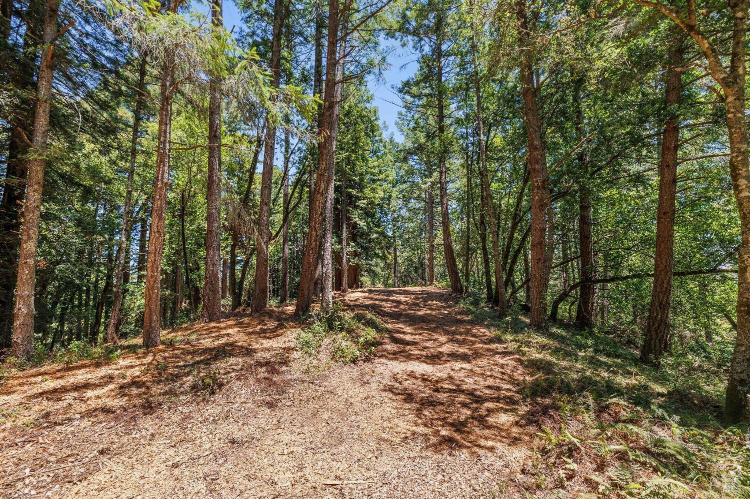 Wooded property clearing with a leaf-covered path winding among tall trees.