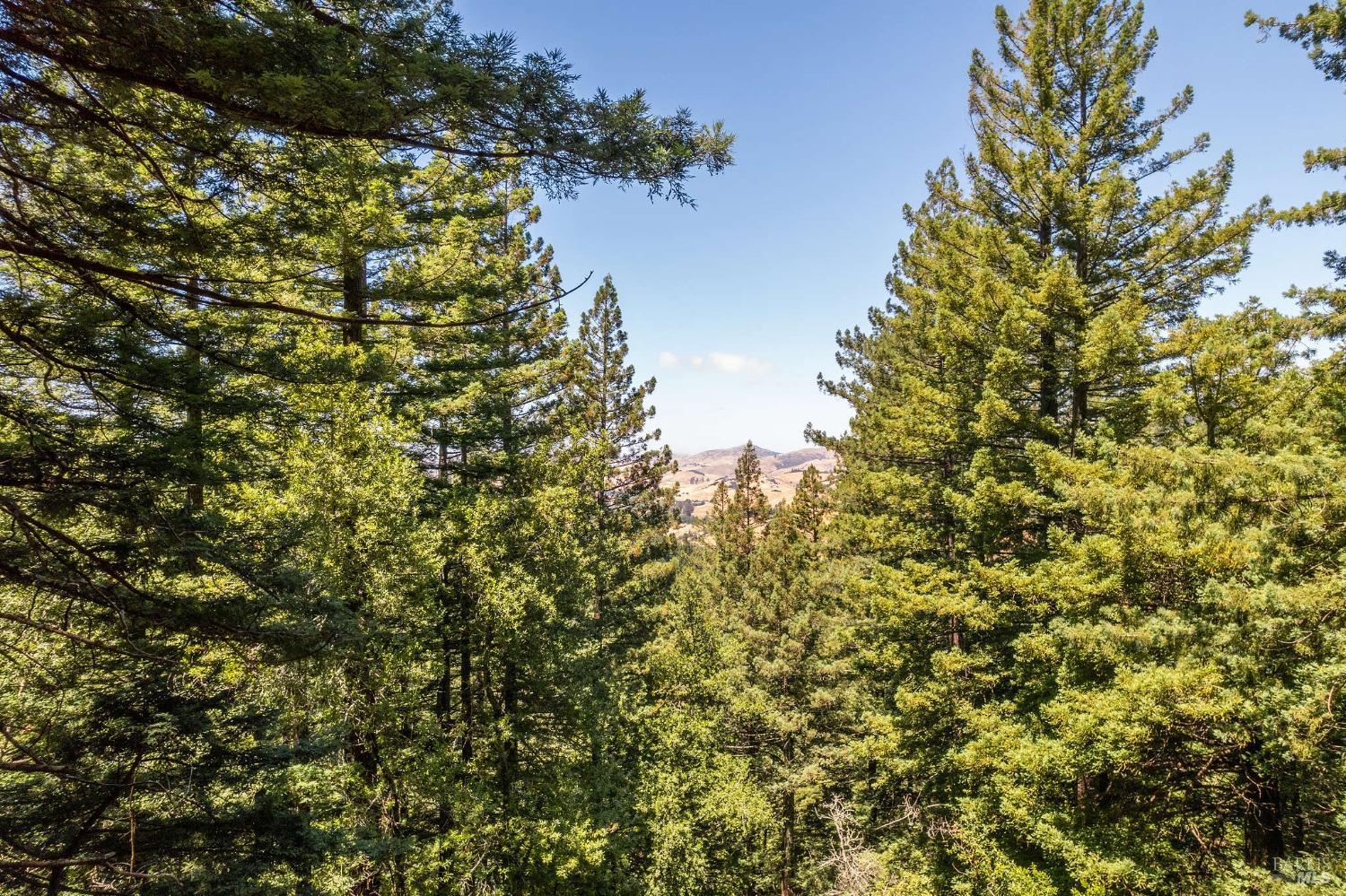 Wooded landscape with distant rolling hills visible through tall trees.