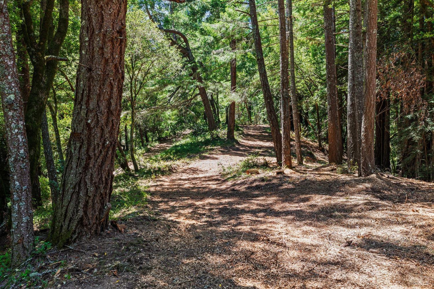 Wooded property grounds with a sunlit dirt path winding between tall trees.
