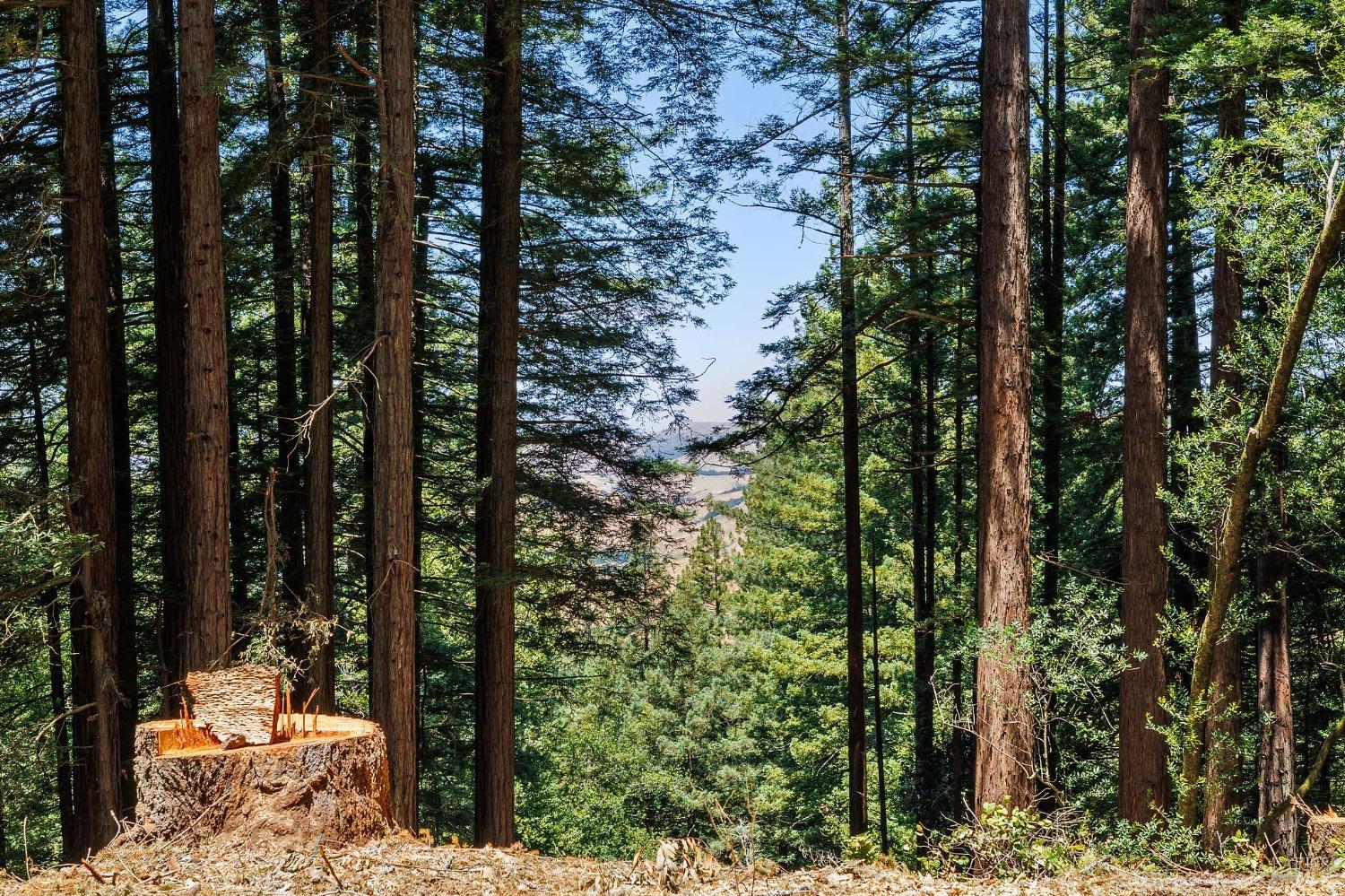 Tall trees frame a distant valley, with a large cut stump in the foreground.