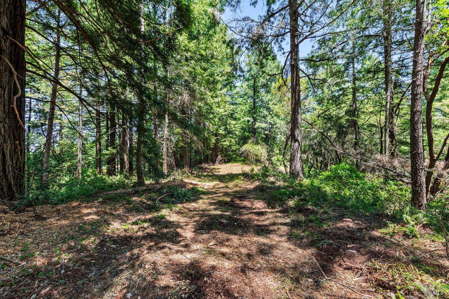 Wooded property with a leaf-covered clearing beneath tall trees.