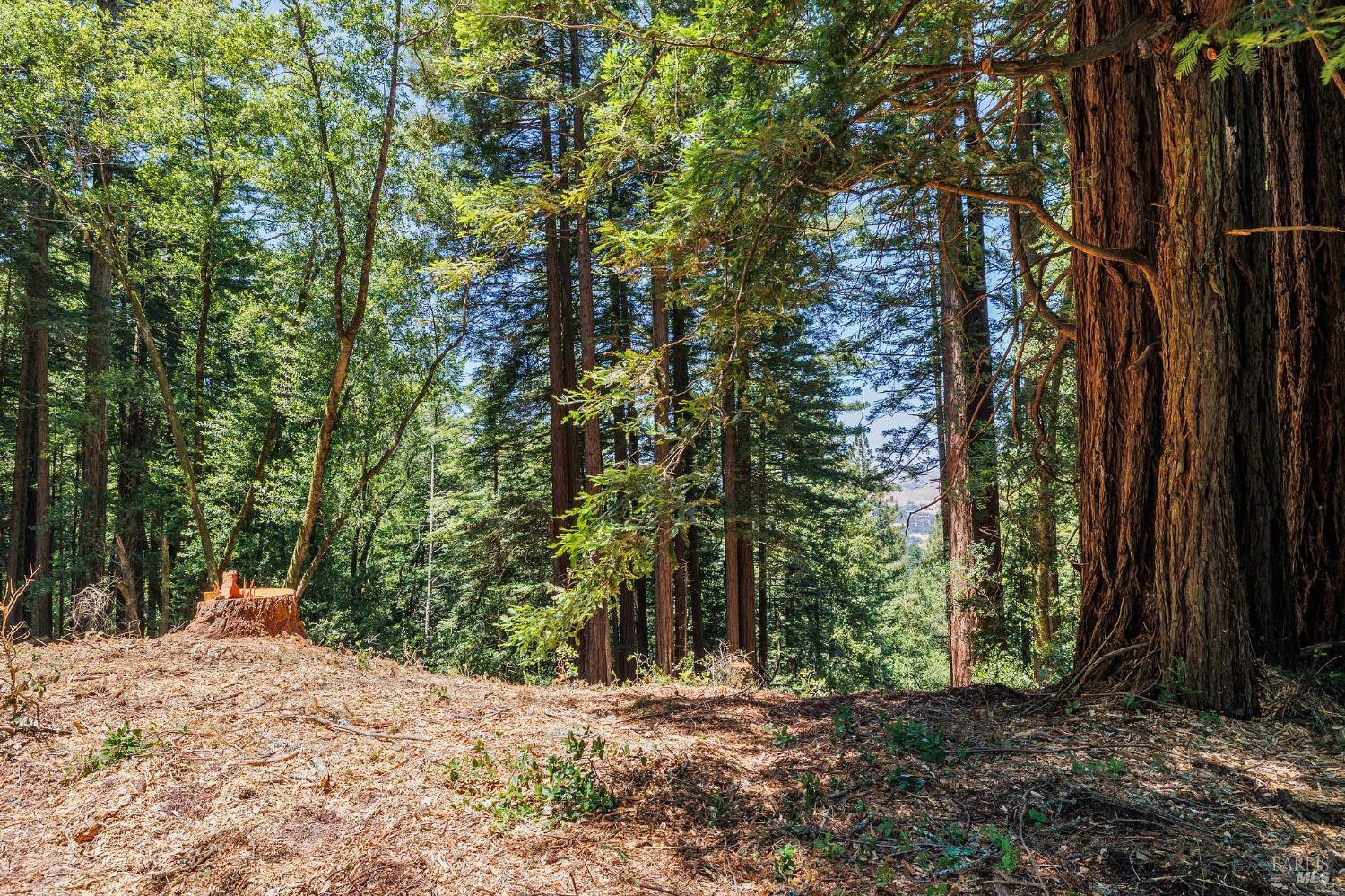 Wooded property clearing beneath tall redwood trees, with a cut stump at the edge.