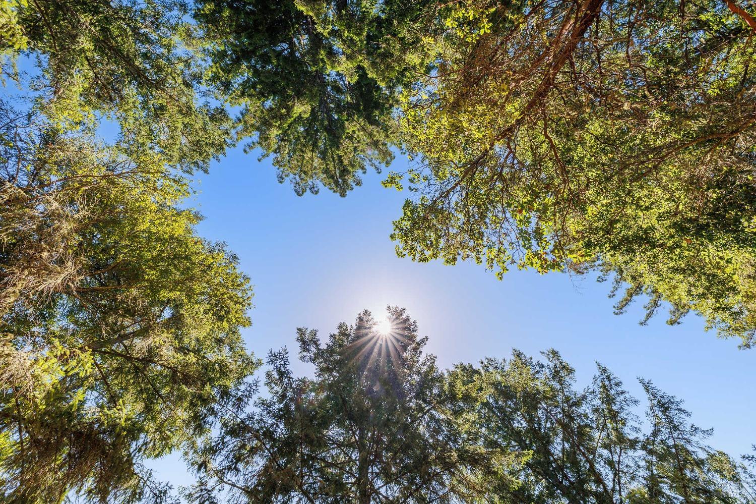 Tree canopy framing a clear blue sky, with sunlight shining through the branches.