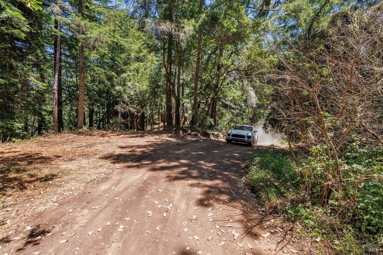 A car approaches along a dirt driveway winding through dense trees.