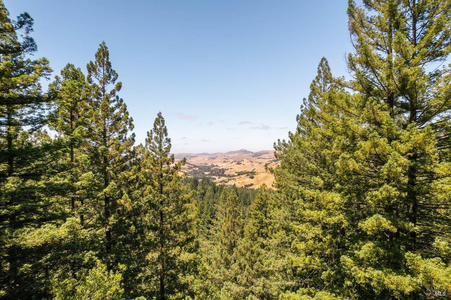 Rolling golden hills seen through a frame of evergreen trees.