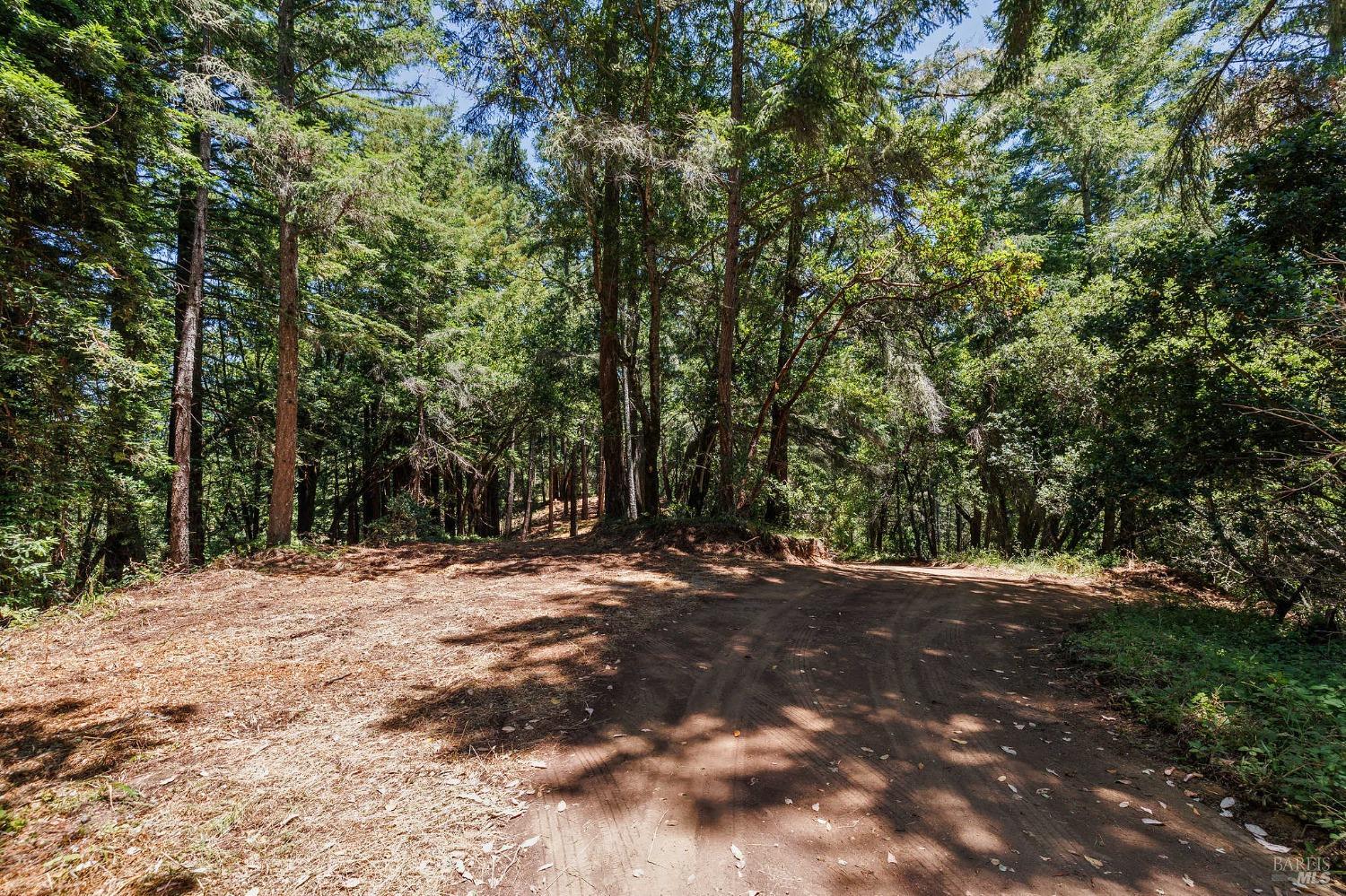 Wooded property clearing with a dirt driveway beneath tall trees.