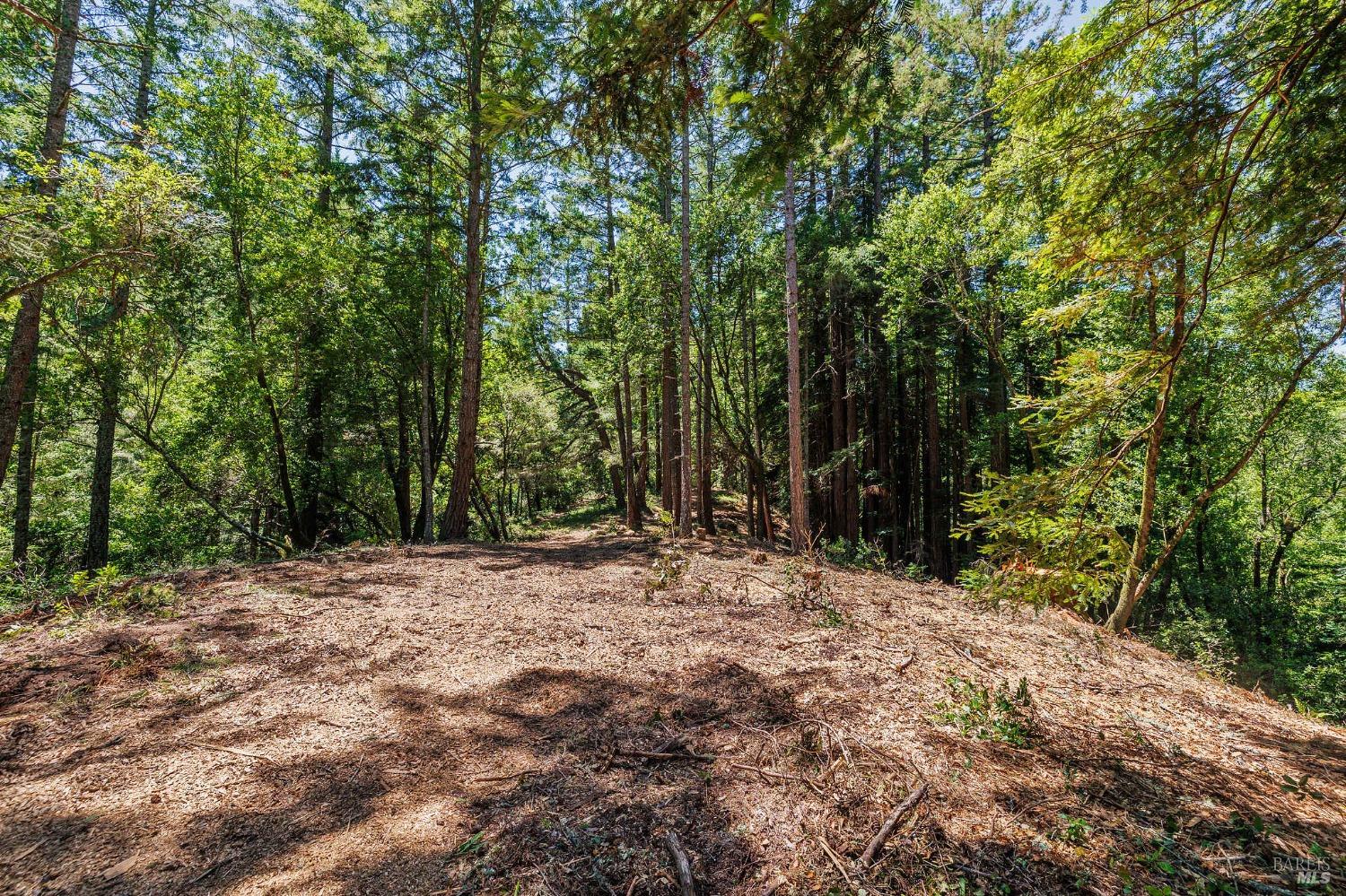 Wooded property clearing surrounded by tall trees, with dry leaves covering the ground.