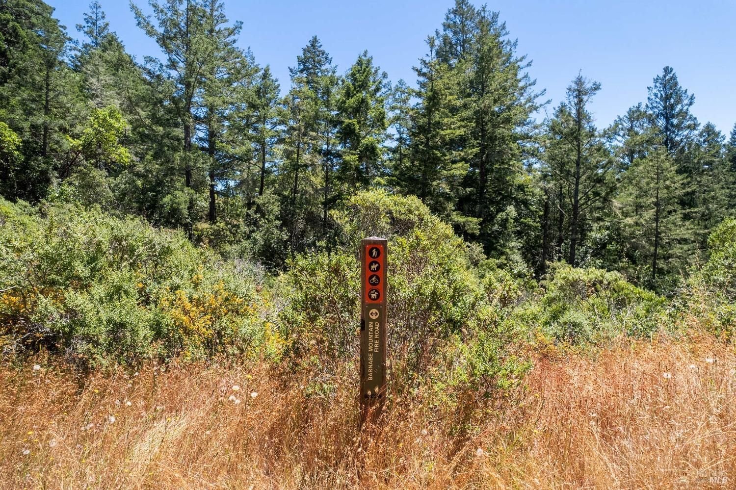 Wooden Barnabe Mountain Fire Road marker amid dry grass and tall evergreen trees.