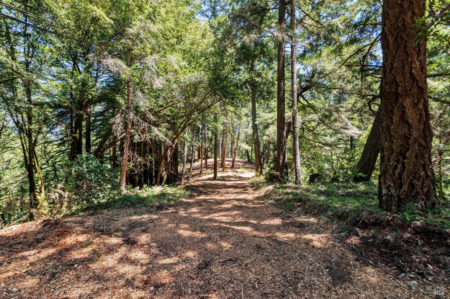 Wooded property with a leaf-covered path winding between mature trees.