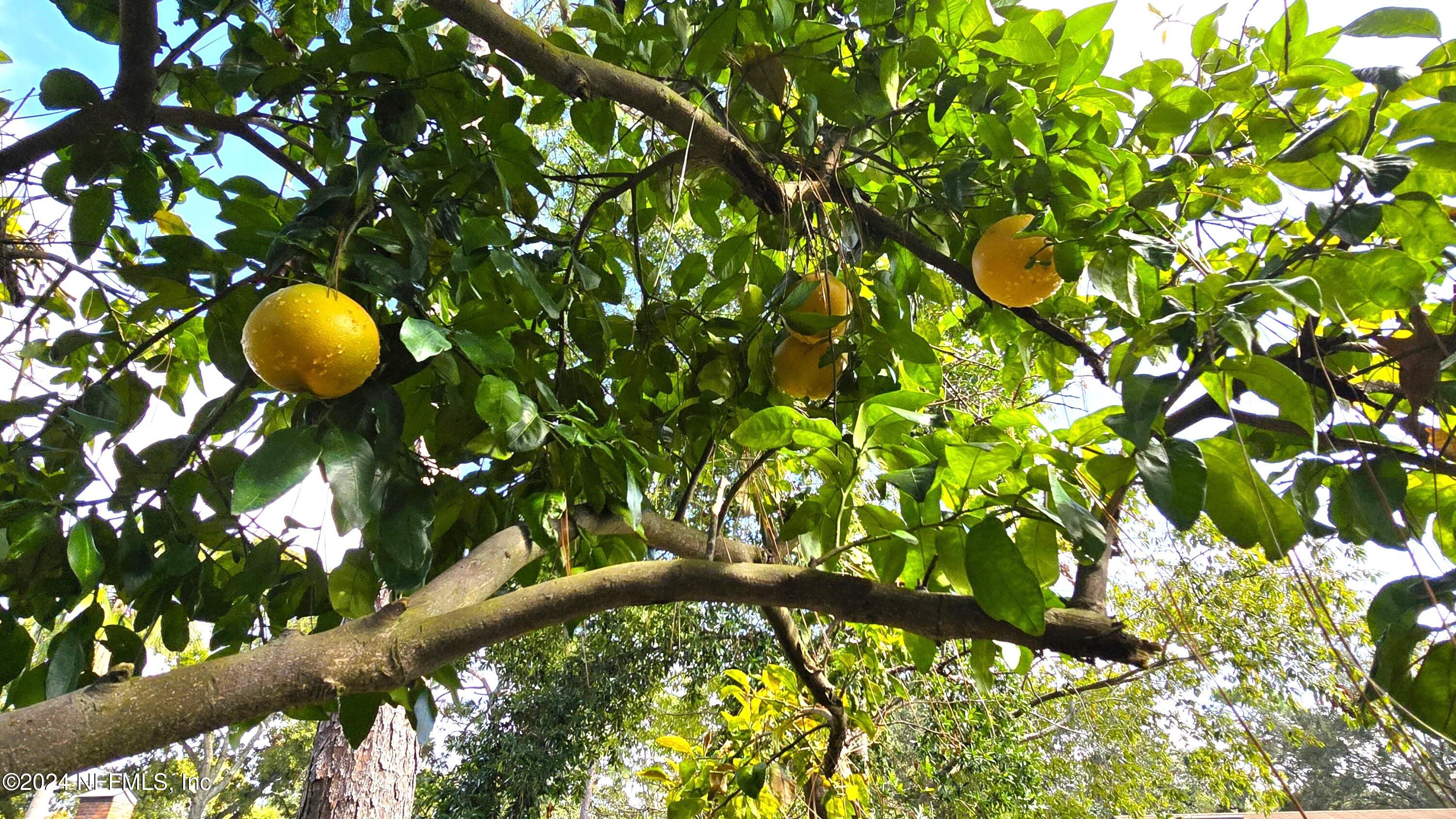 3656 COLONY COVE Trail