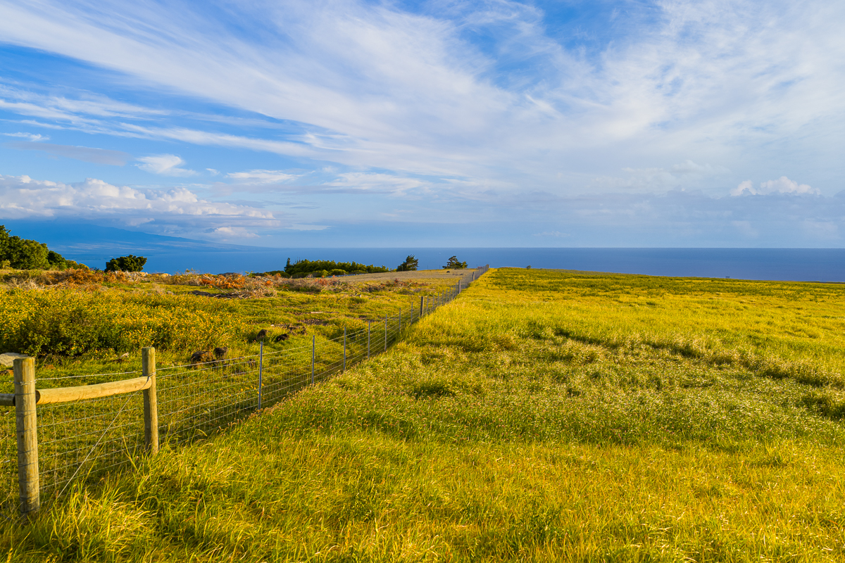 695 UALANI PL