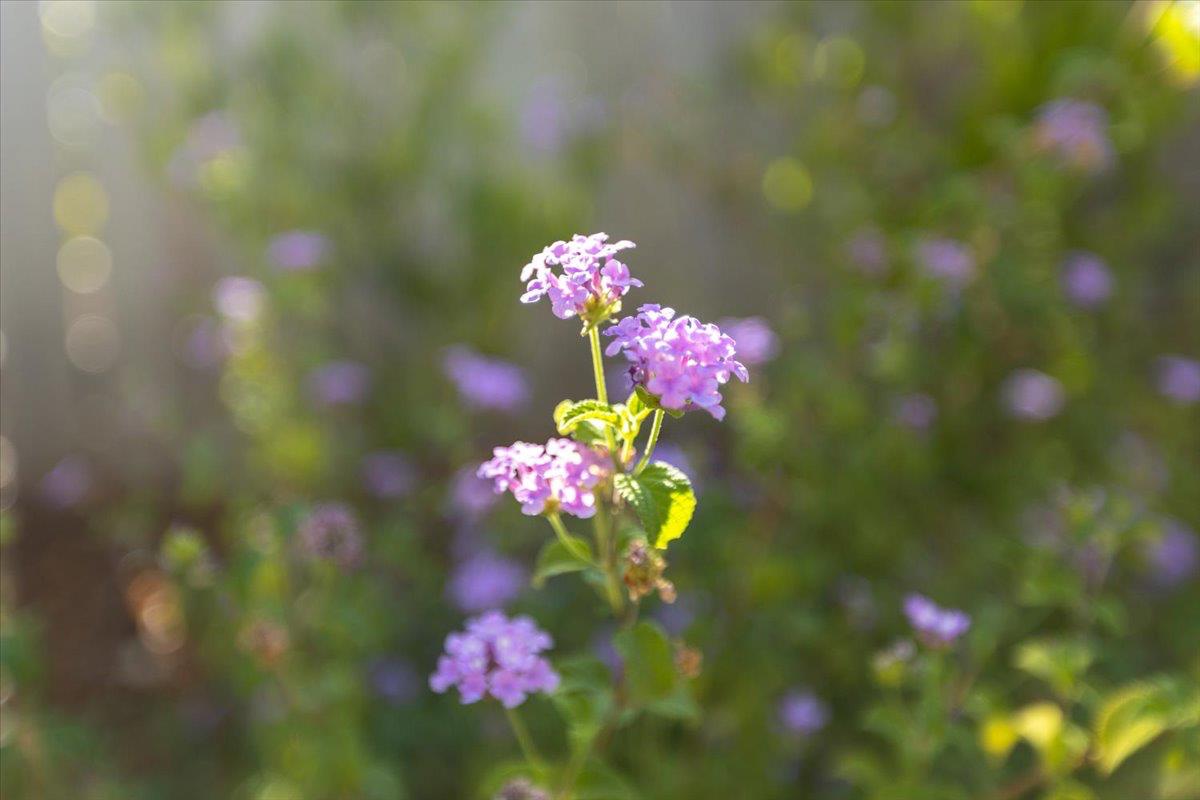 1112 Trout Creek Lane