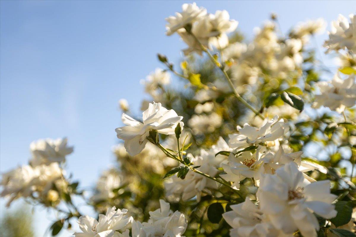 1112 Trout Creek Lane