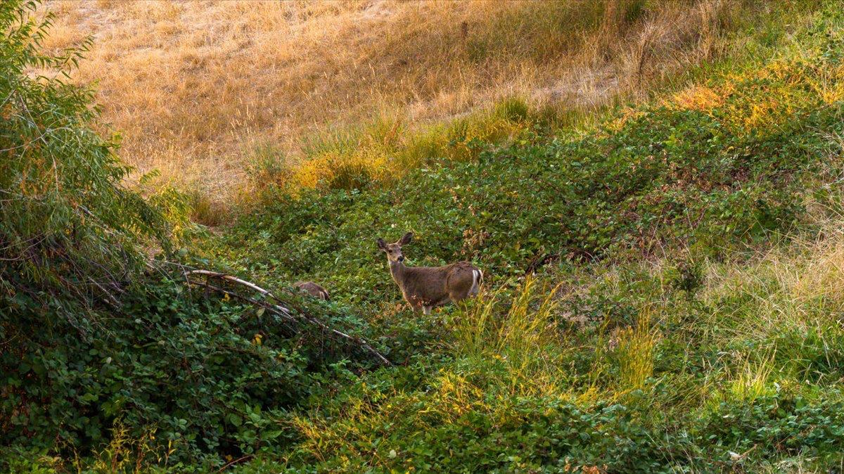 2720 Winding Creek Lane