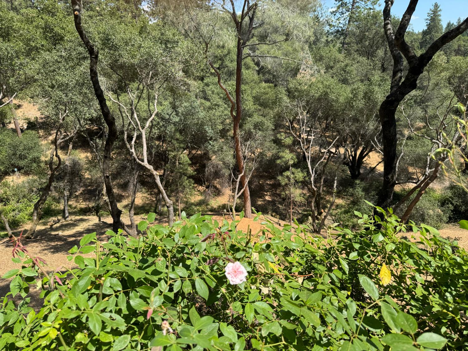 1461 Lodge View Drive