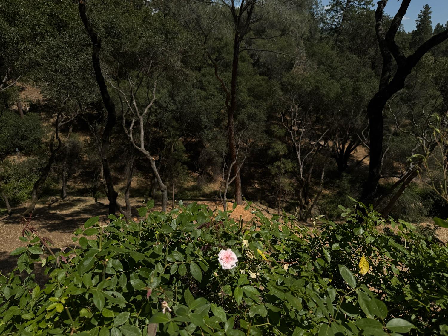 1461 Lodge View Drive