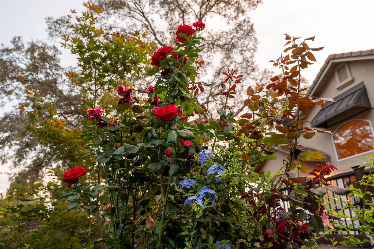 Red roses and blue flowers grow beside a house amid autumn foliage.