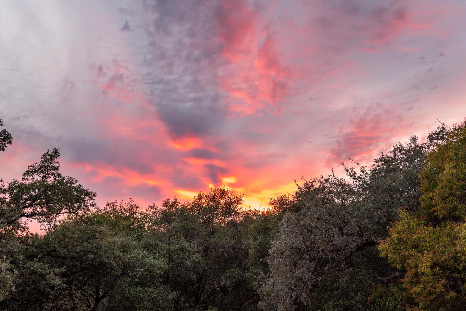 Sunset over a dense canopy of trees, with pink and orange clouds filling the sky.