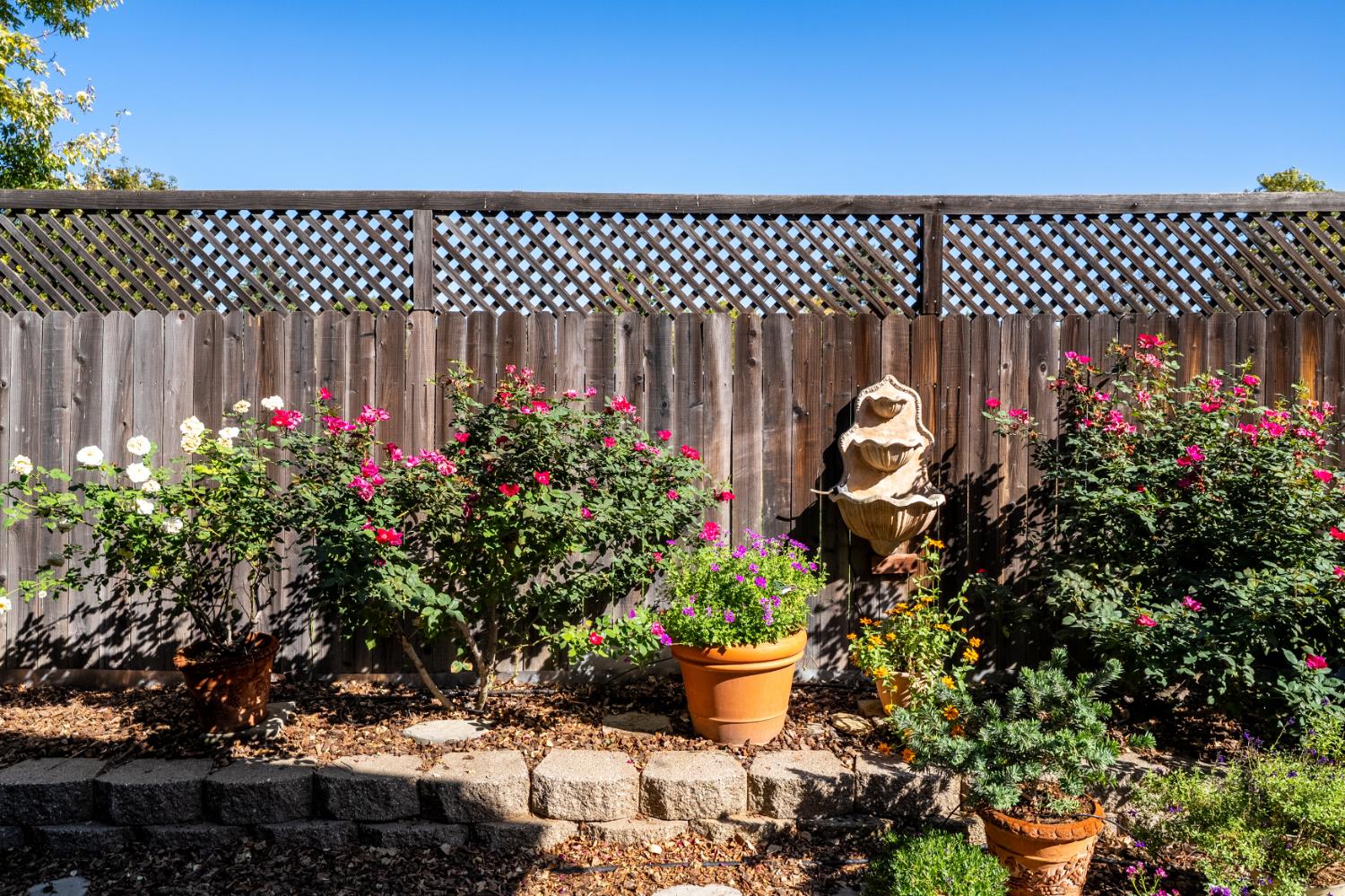 Backyard garden with flowering roses, potted plants, a wooden lattice fence, and a tiered fountain.