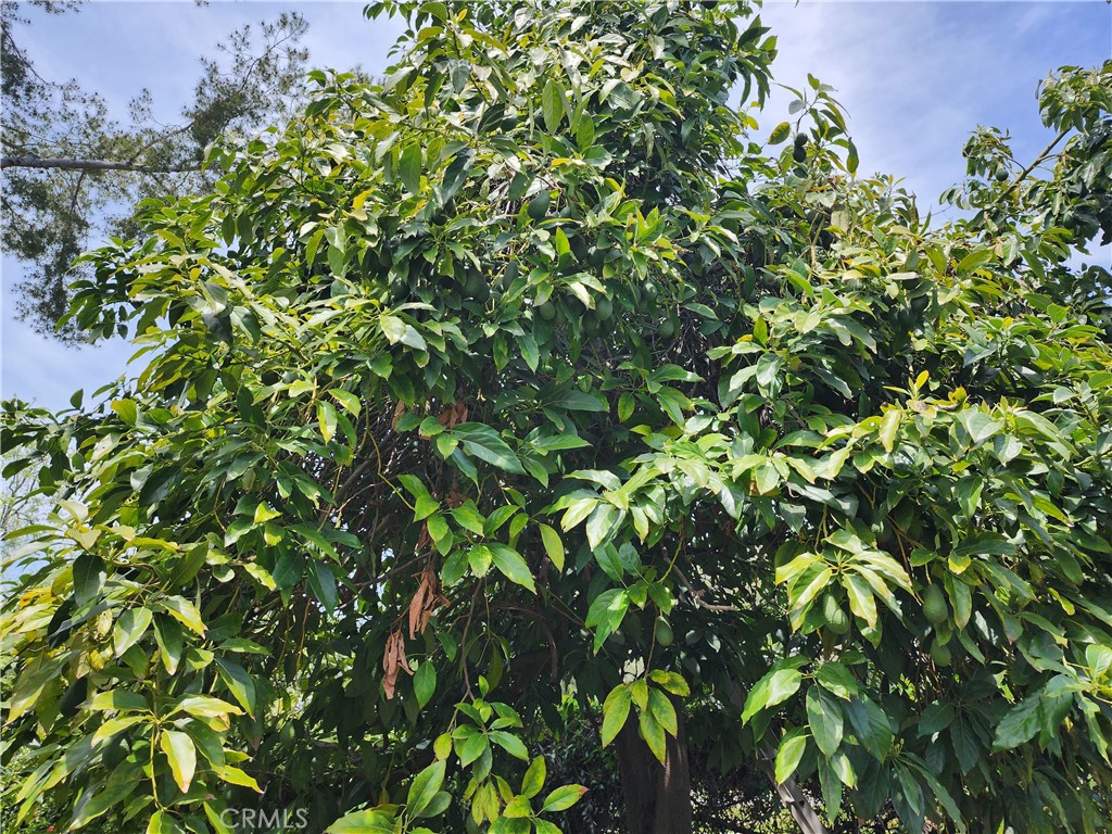 1123 W Sierra Madre Avenue