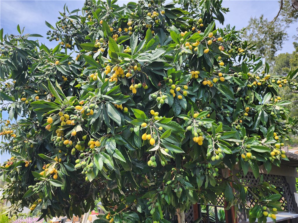 1123 W Sierra Madre Avenue