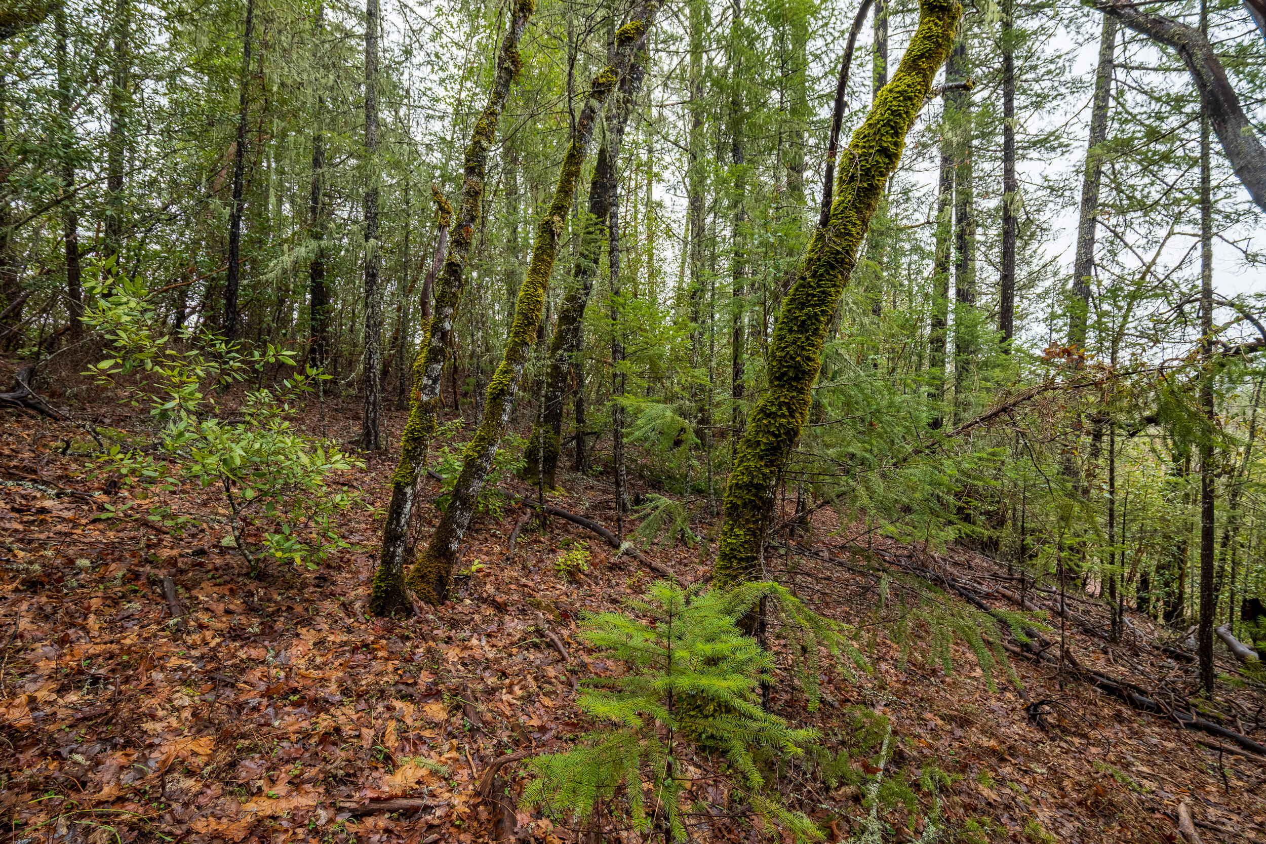 610 S Old Stage Road