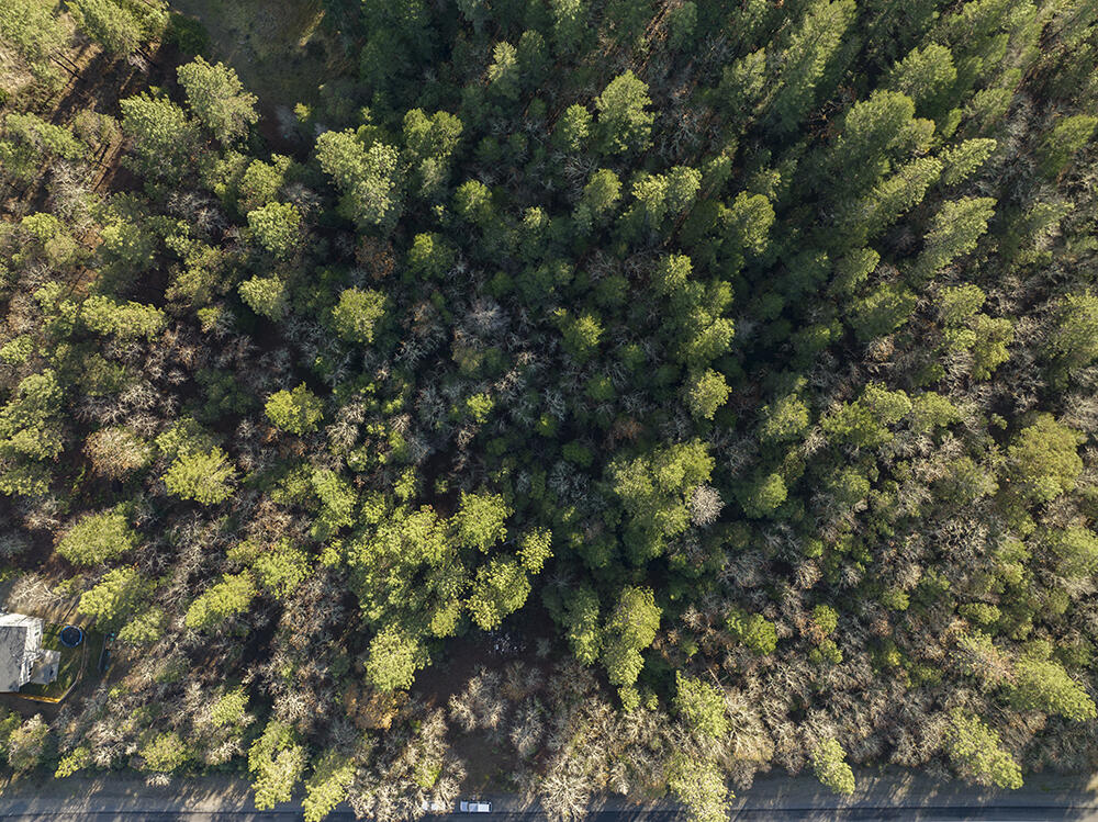 Redwood Highway