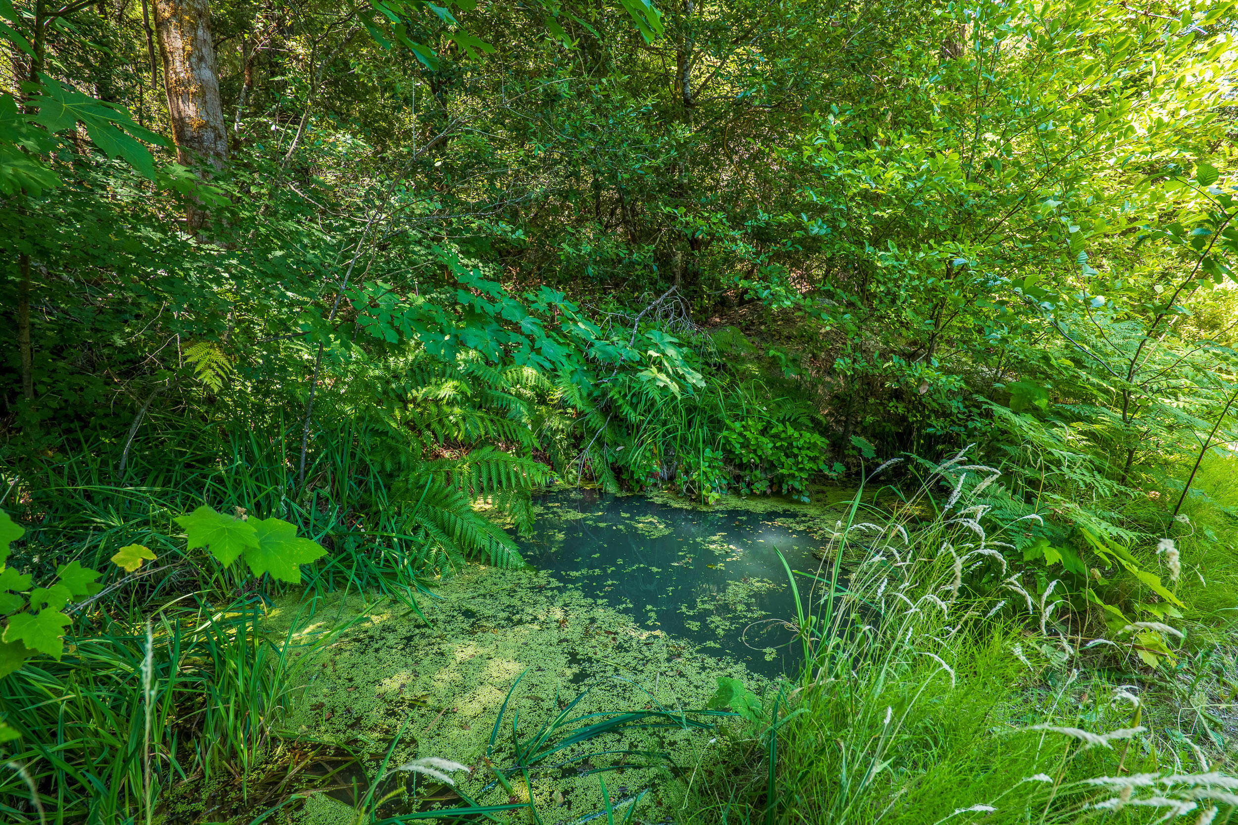 4651 Thompson Creek Road