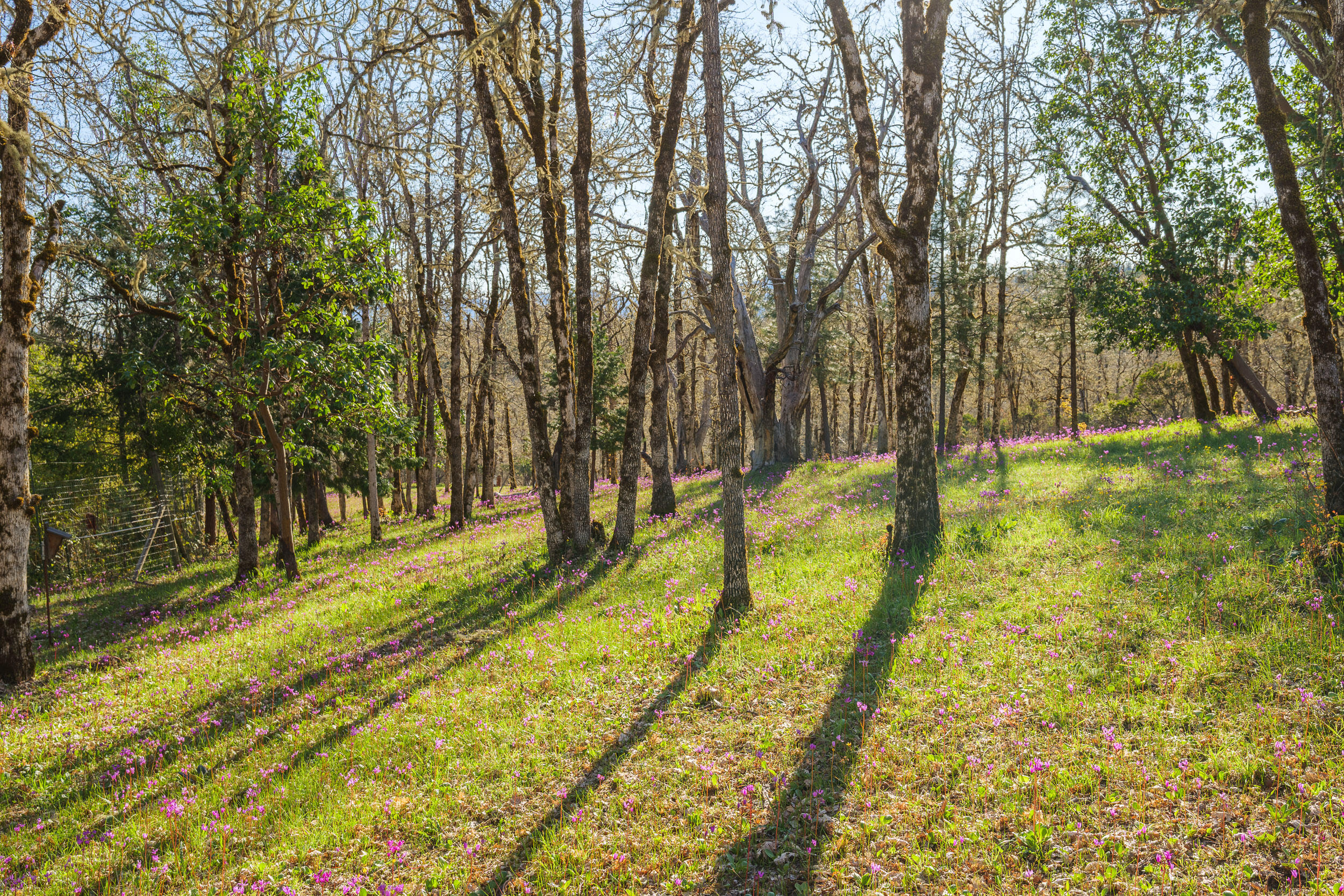 3800 Russell Road