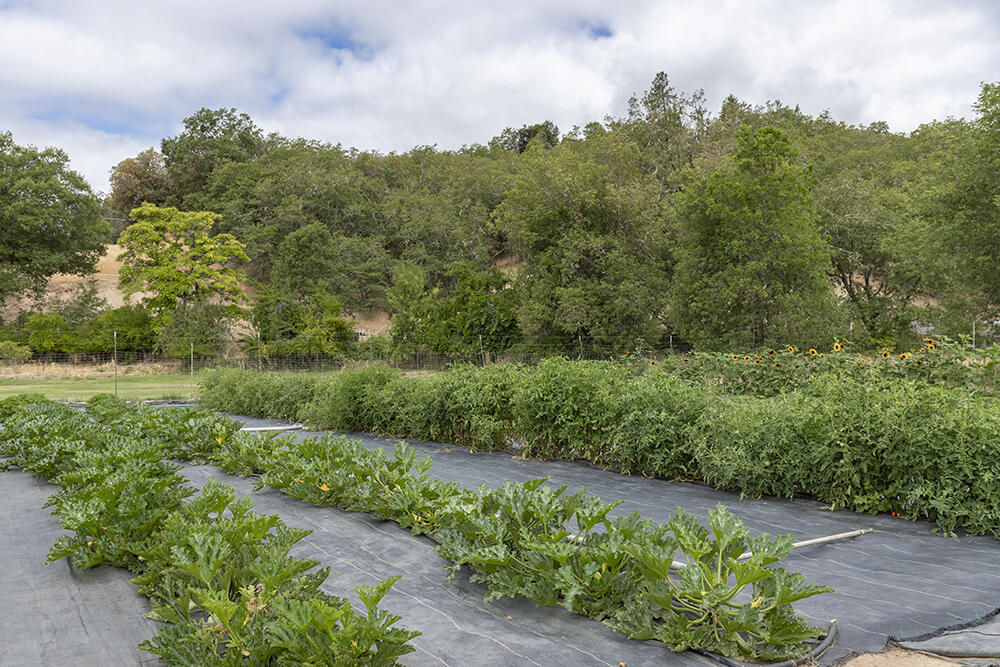 4441 Upper River Road