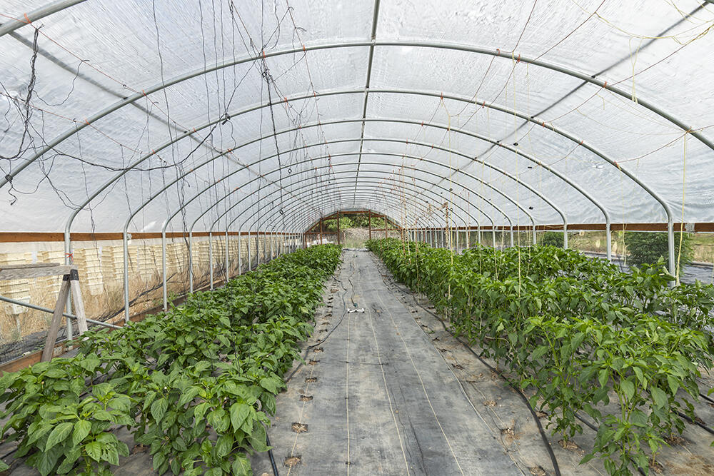 4441 Upper River Road