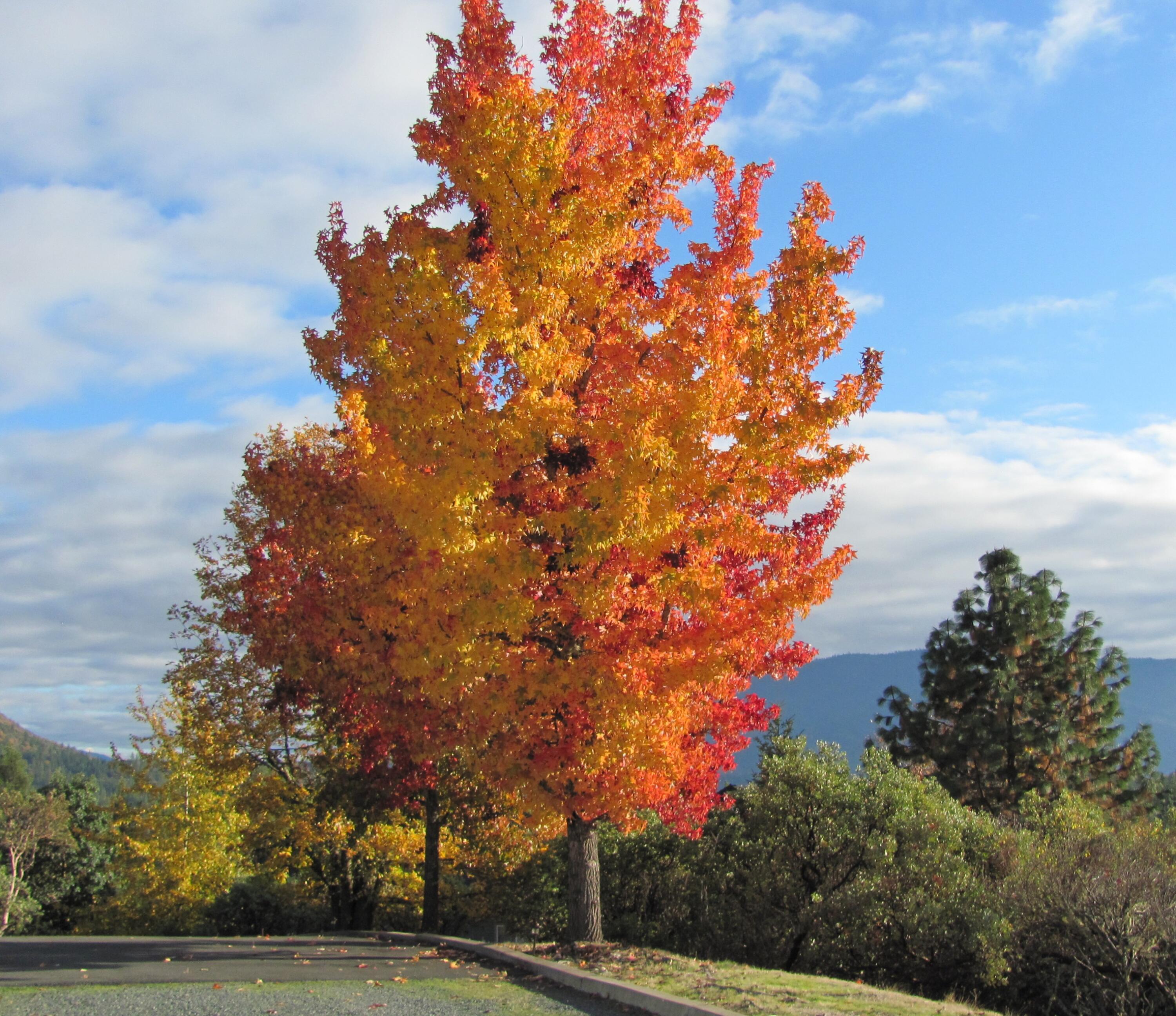 4806 Williams Highway