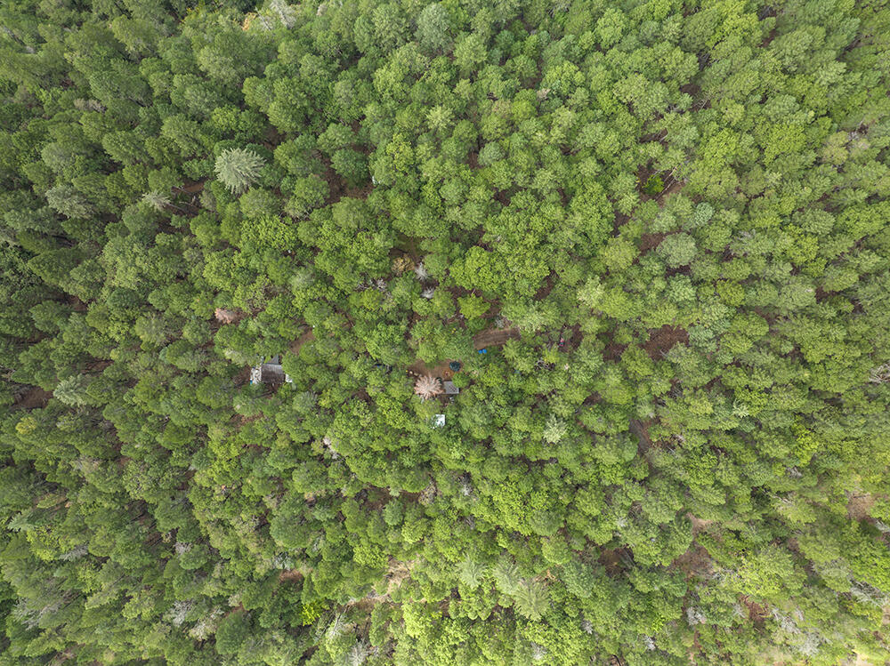 Aerial view of dense forest canopy with a few small roofs and clearings.