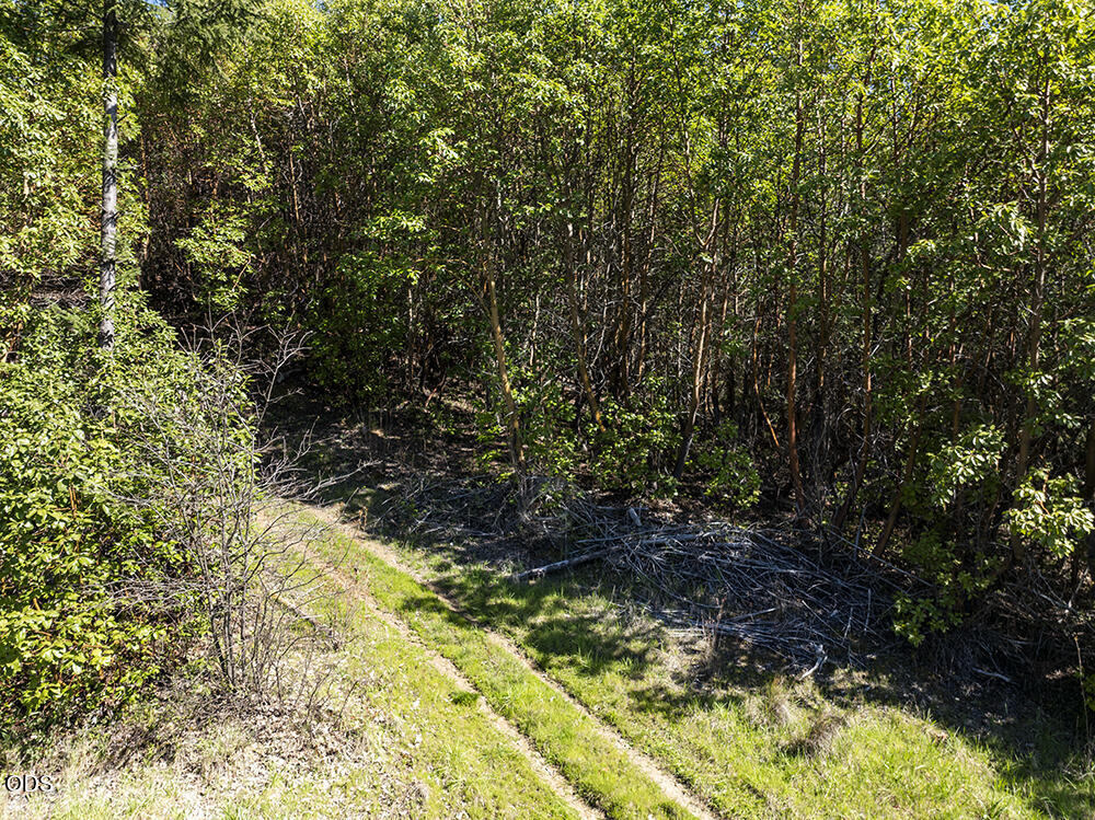 Wooded property with a grassy track leading into a small brush clearing.