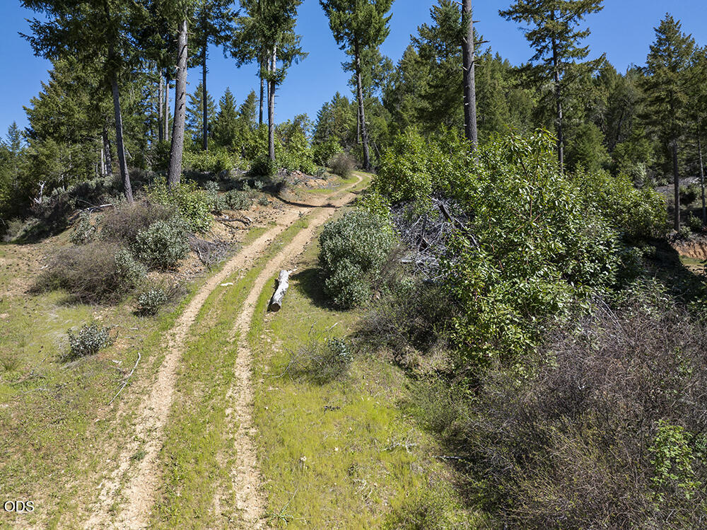 Dirt track winding uphill through evergreen trees and brush.