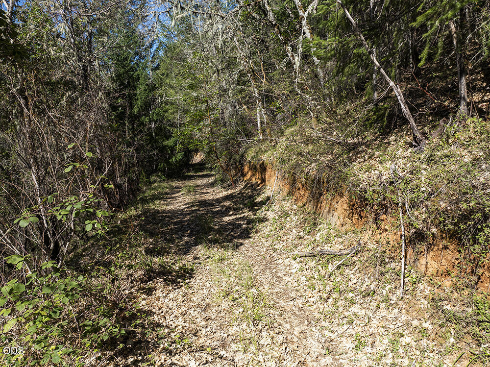 Wooded property trail with a leaf-covered path and exposed earth along the bank.