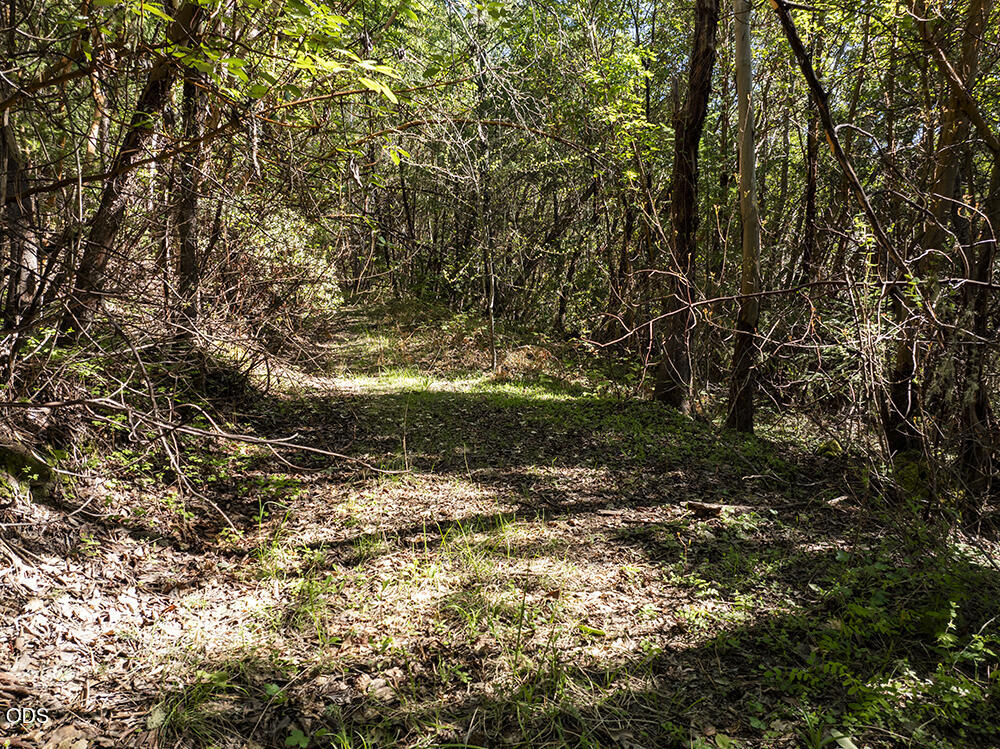 Wooded property clearing with a leaf-covered path among dense trees.