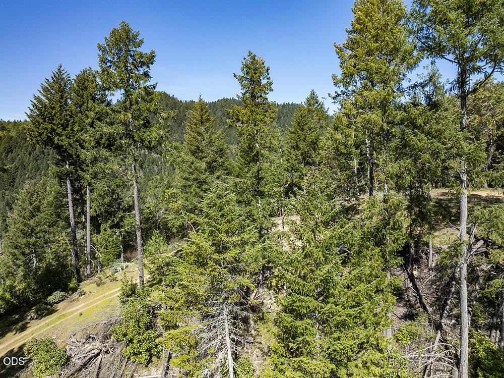 Wooded hillside with tall trees, a grassy clearing, and distant forested hills.