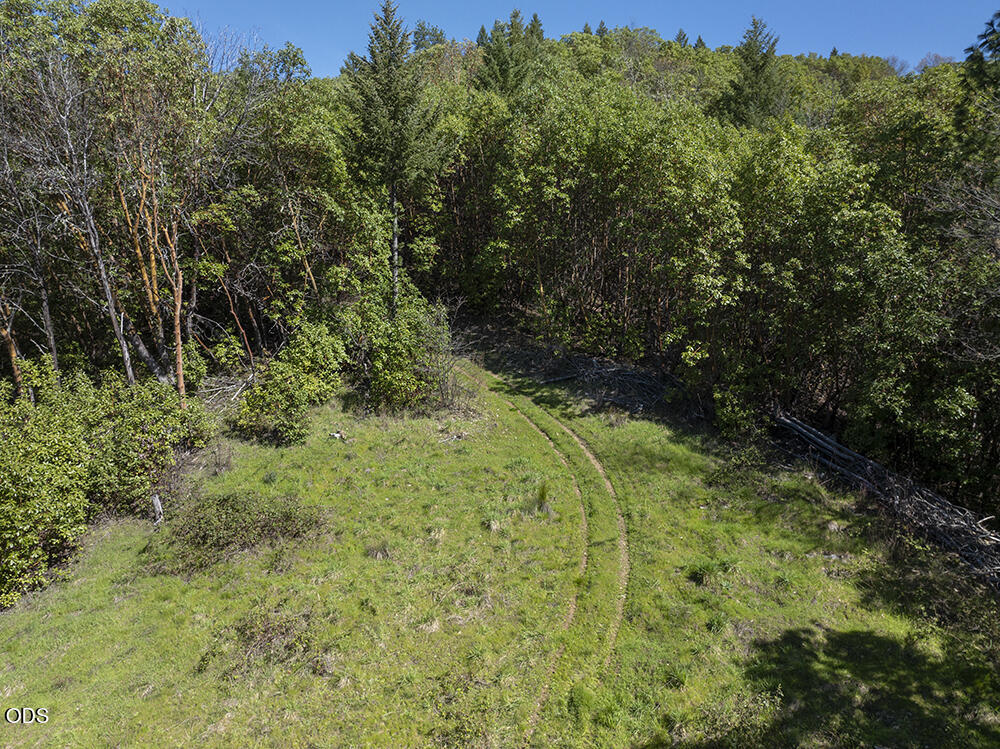 Grassy clearing with tire tracks leading into dense woodland.