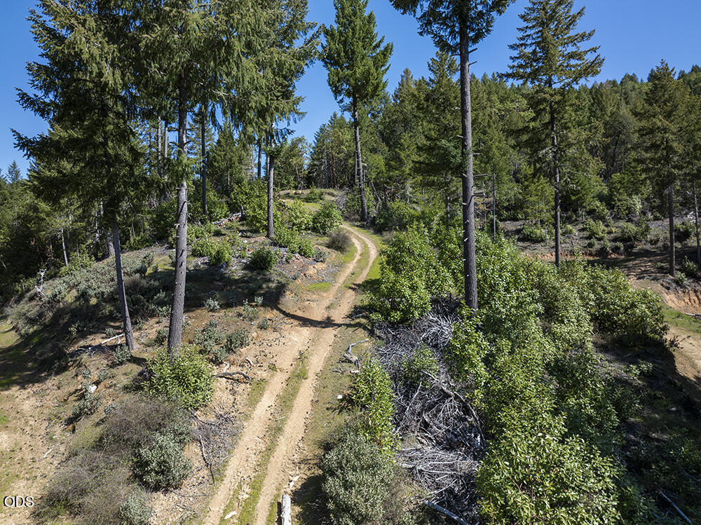Dirt track winding uphill through a wooded property among tall evergreen trees.