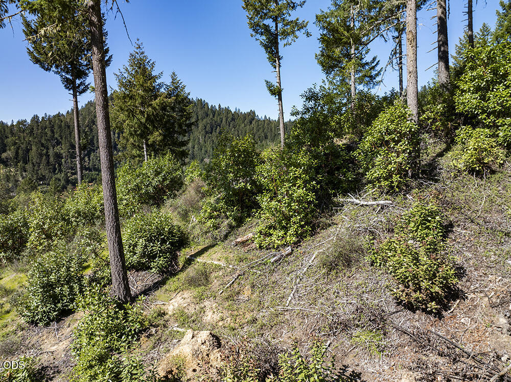 Wooded hillside with tall conifers, dense shrubs, and forested hills in the distance.