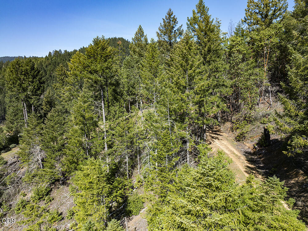 Aerial view of wooded land with a winding dirt track through evergreen trees.