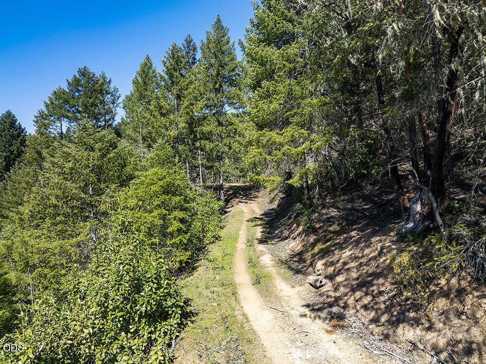 Dirt track winding through dense woodland, bordered by green shrubs and tall trees.