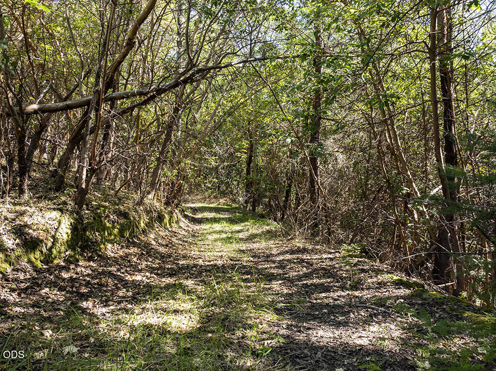 Wooded trail winding through dense trees and moss-covered ground.